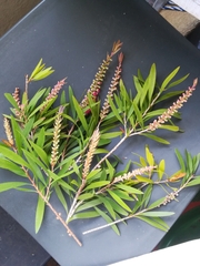 Melaleuca viminalis viminalis