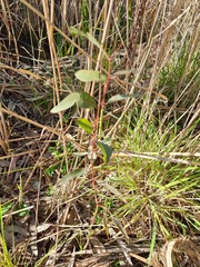 Eucalyptus camaldulensis