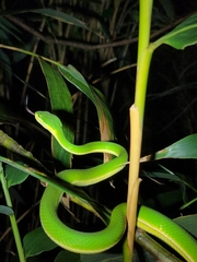 Trimeresurus albolabris