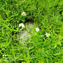 Tridax coronopifolia
