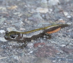 Ambystoma macrodactylum