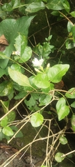 Jasminum
