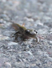 Ambystoma macrodactylum