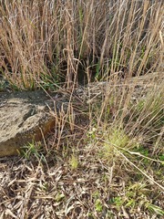 Eucalyptus camaldulensis