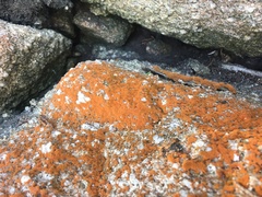 Trentepohlia aurea