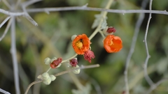 Sphaeralcea parvifolia