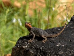 Psammophilus dorsalis