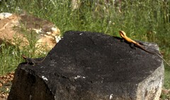 Psammophilus dorsalis