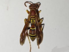 Polistes dorsalis dorsalis