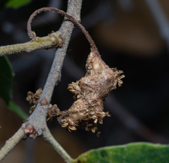 Callirhytis congregata