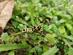 Tinolius eburneigutta