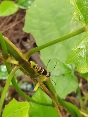 Tinolius eburneigutta