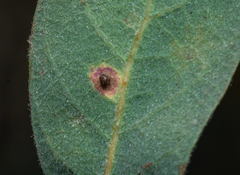 Neuroterus saltatorius