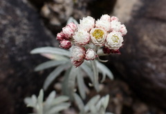 Anaphalis morrisonicola