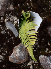 Dryopteris subatrata