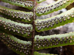 Dryopteris subatrata