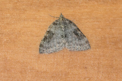 Plemyria georgii