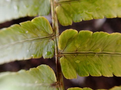 Dryopteris subatrata