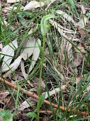 Pterostylis alpina