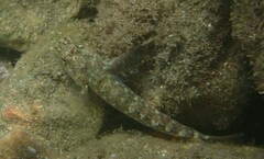 Gobius incognitus
