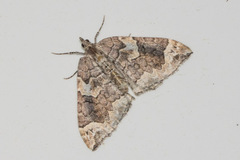 Eulithis xylina