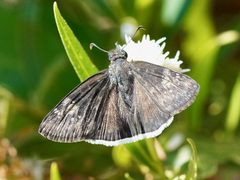 Erynnis funeralis