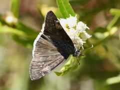 Erynnis funeralis