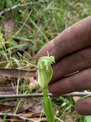 Pterostylis alpina