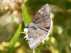 Erynnis funeralis