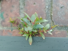 Metrosideros excelsa