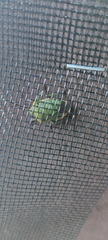 Chlorochroa uhleri