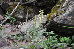 Corydalis ophiocarpa