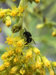 Perilampidae