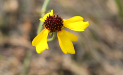 Ratibida columnifera