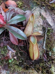Nepenthes tentaculata