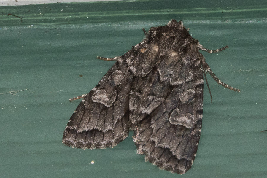 Acadian Sallow