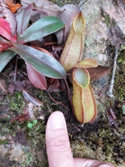 Nepenthes tentaculata