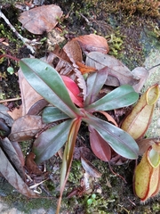 Nepenthes tentaculata