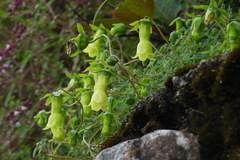 Codonopsis kawakamii