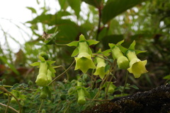 Codonopsis kawakamii