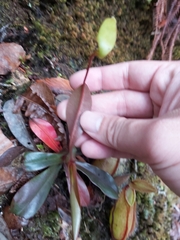 Nepenthes tentaculata