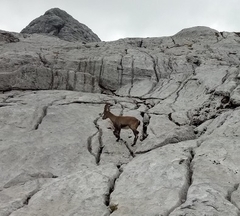 Capra ibex