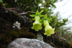 Codonopsis kawakamii