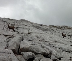 Capra ibex
