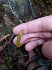 Nepenthes tentaculata