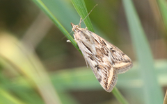 Loxostege cereralis
