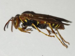 Polistes dorsalis dorsalis