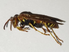 Polistes dorsalis dorsalis