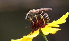 Halictus rubicundus
