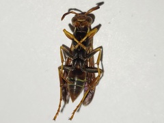 Polistes dorsalis dorsalis